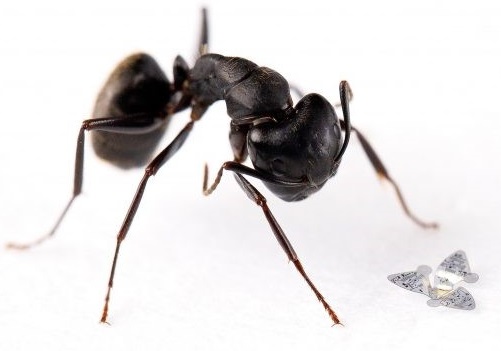 Microchp besides an ant for comparison 
